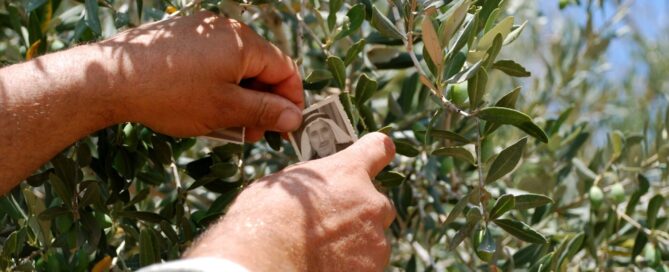 Vivien Sansour case study_Image by Palestine Heirloom Seed Library